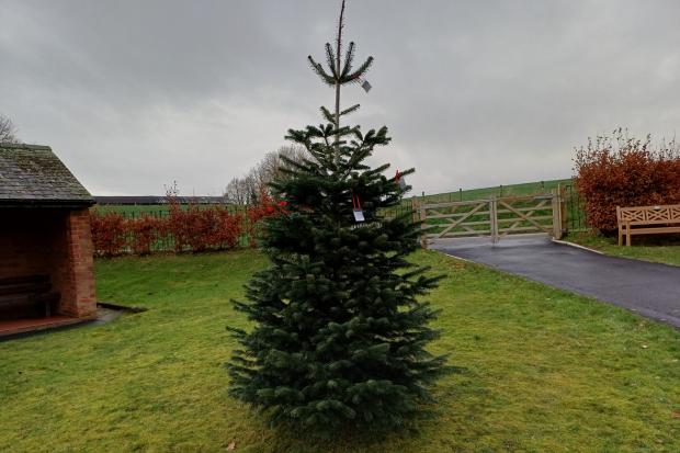 Poignant Christmas tree planted in Brampton's cemetery