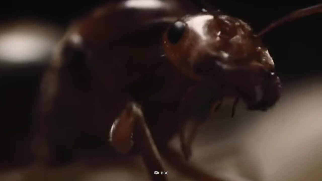 Exploding ants - the deadly warriors built to die for the colony