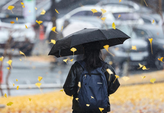 전국 대부분 지역에 비가 내린 25일 대구 북구 경북대학교 캠퍼스에서 대학생이 우산을 쓰고 은행나무 아래를 지나가고 있다. 연합뉴스
