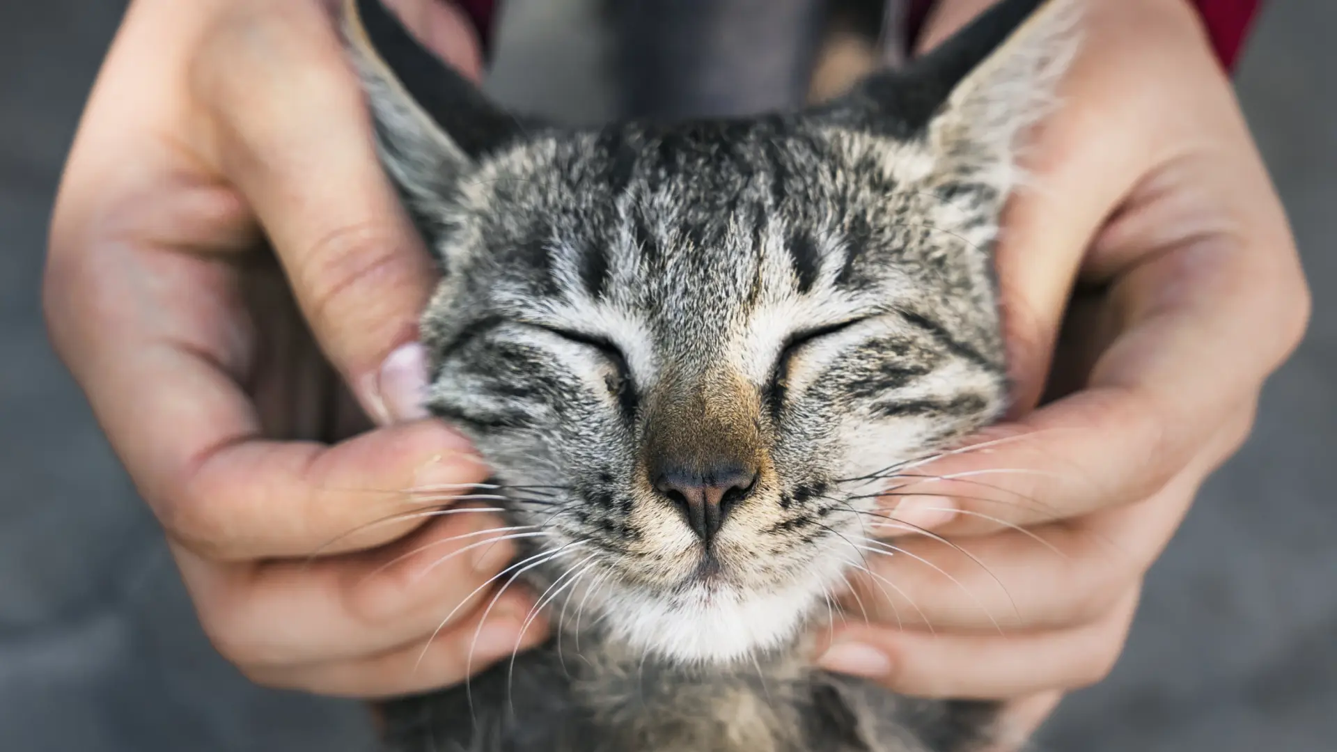 Depresión en gatos: un problema real que muchos tutores no saben detectar