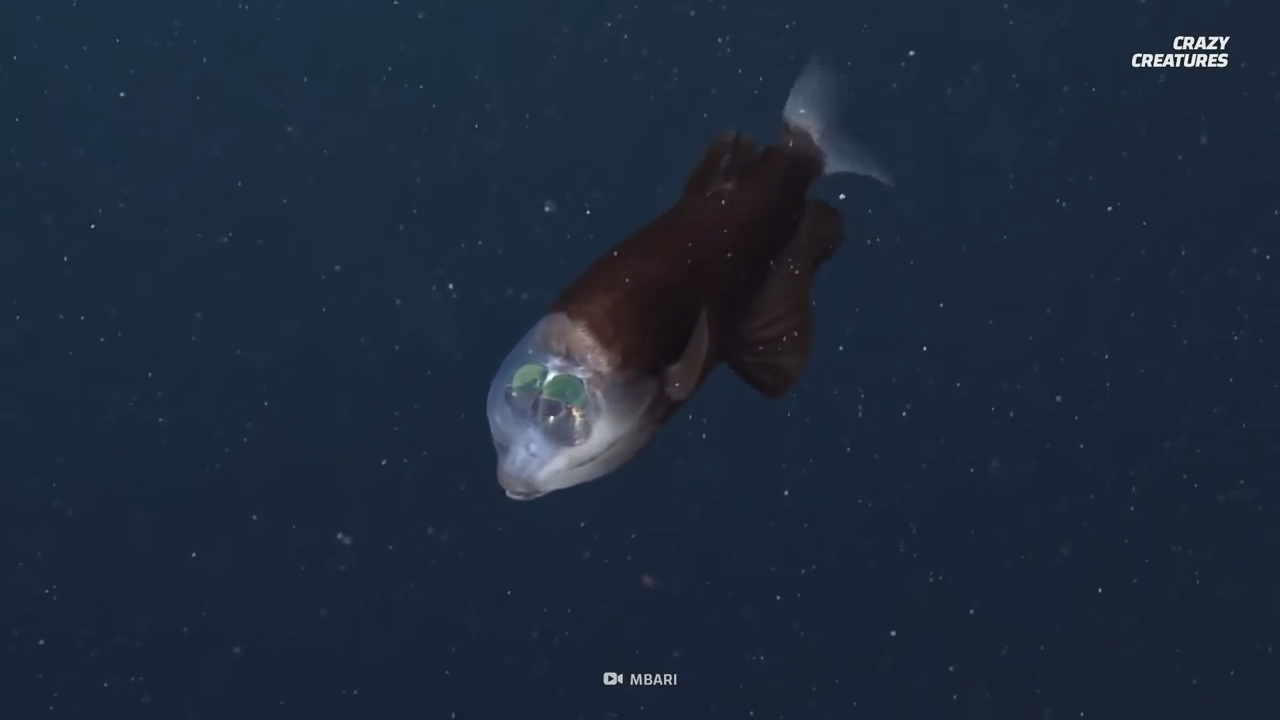 Beneath the abyss - the ocean’s strangest and most disturbing life-forms