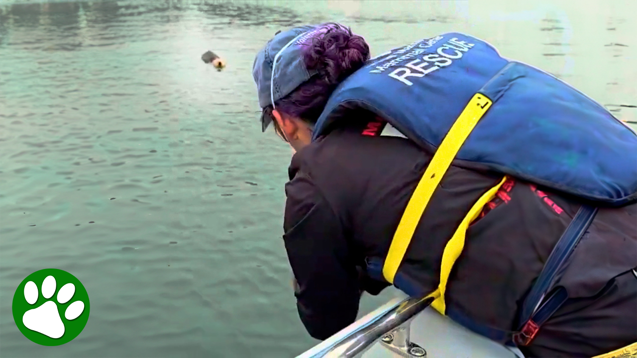 Mama otter is reunited with her baby and the moment leaves everyone in tears<br><br>
