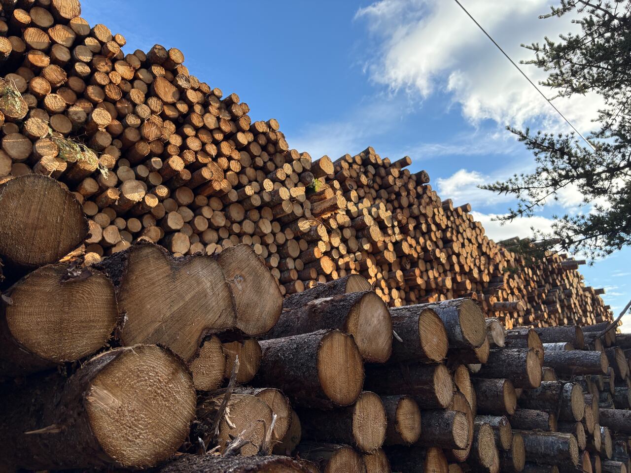 Maine mill's halt to buying Canadian timber shakes N.B. forestry sector