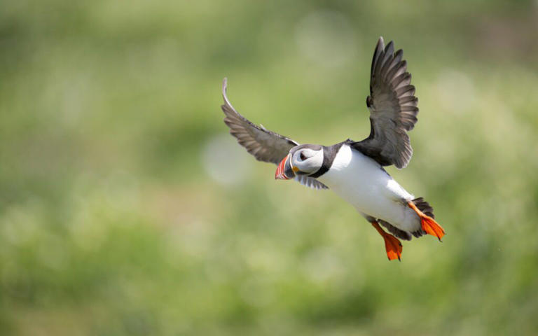 Puffin numbers drop 23% on major seabird sanctuary island amid flu fears
