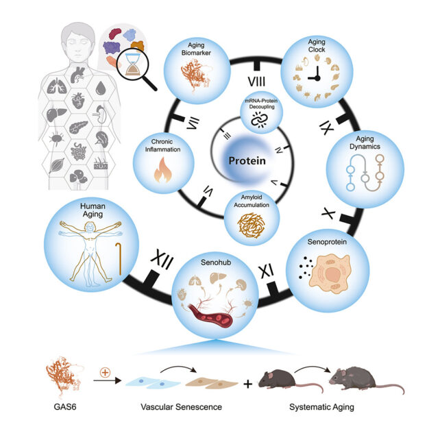 Study reveals a turning point when your body's aging accelerates