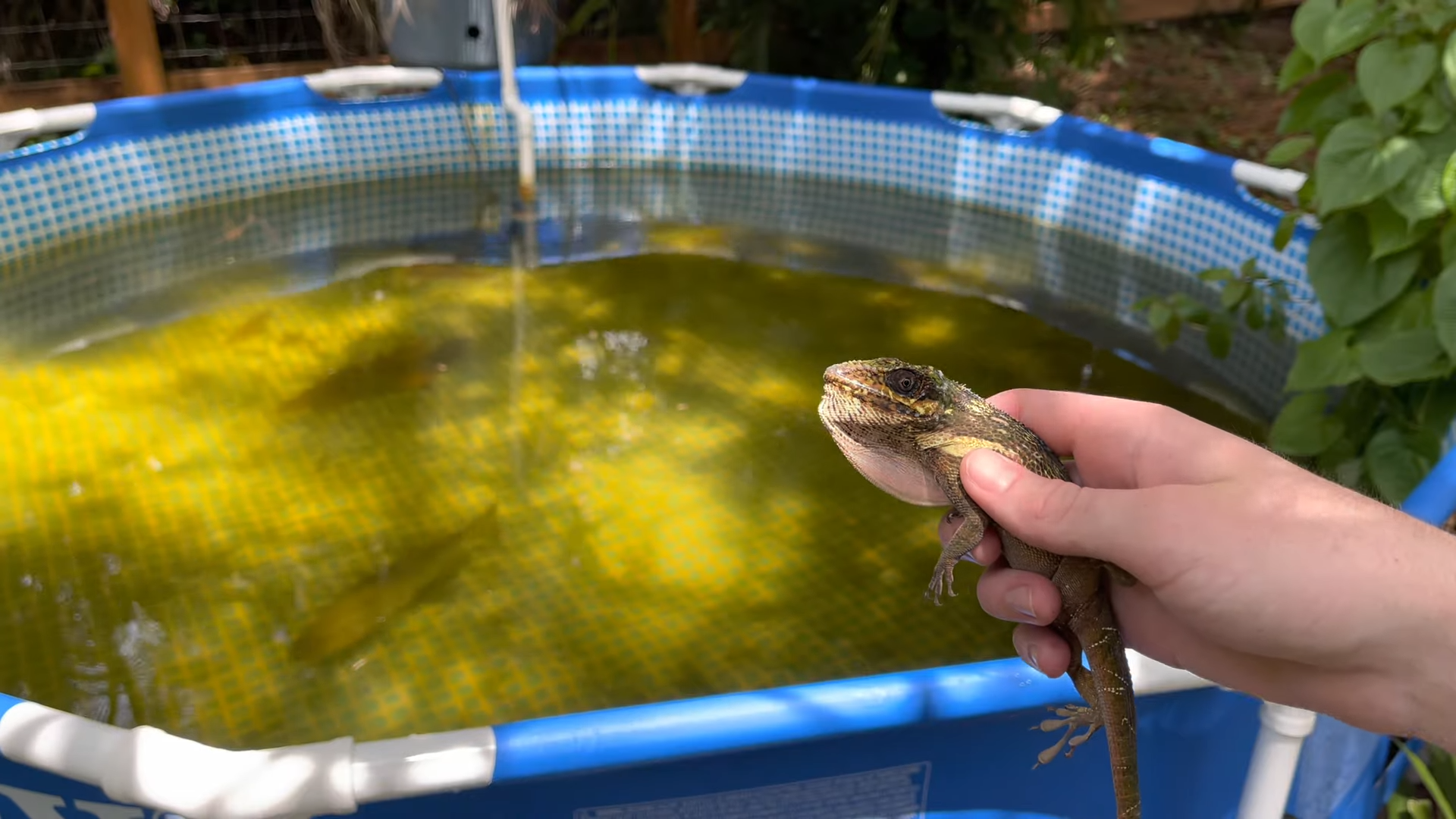This is the moment the lizard saw the fish