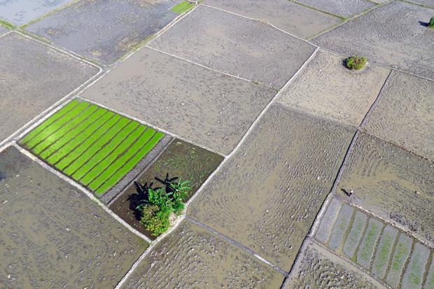 Menteri Nusron Wahid Pertahankan Proyek Cetak Sawah di Papua