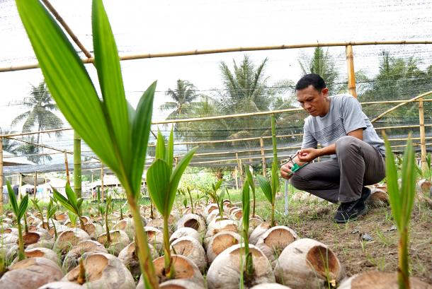 Harga Kelapa Naik Tajam, Menteri Pangan: Kebun Kelapa Lebih Menguntungkan dari Sawit