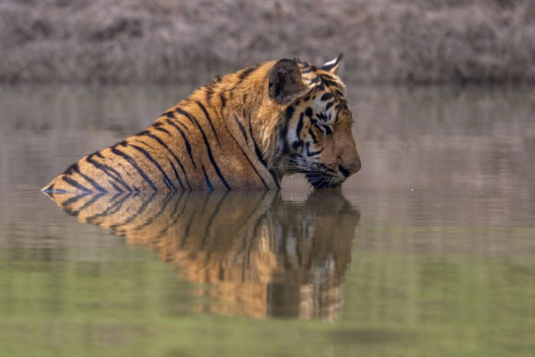 Charming pictures show young tiger nodding off in river