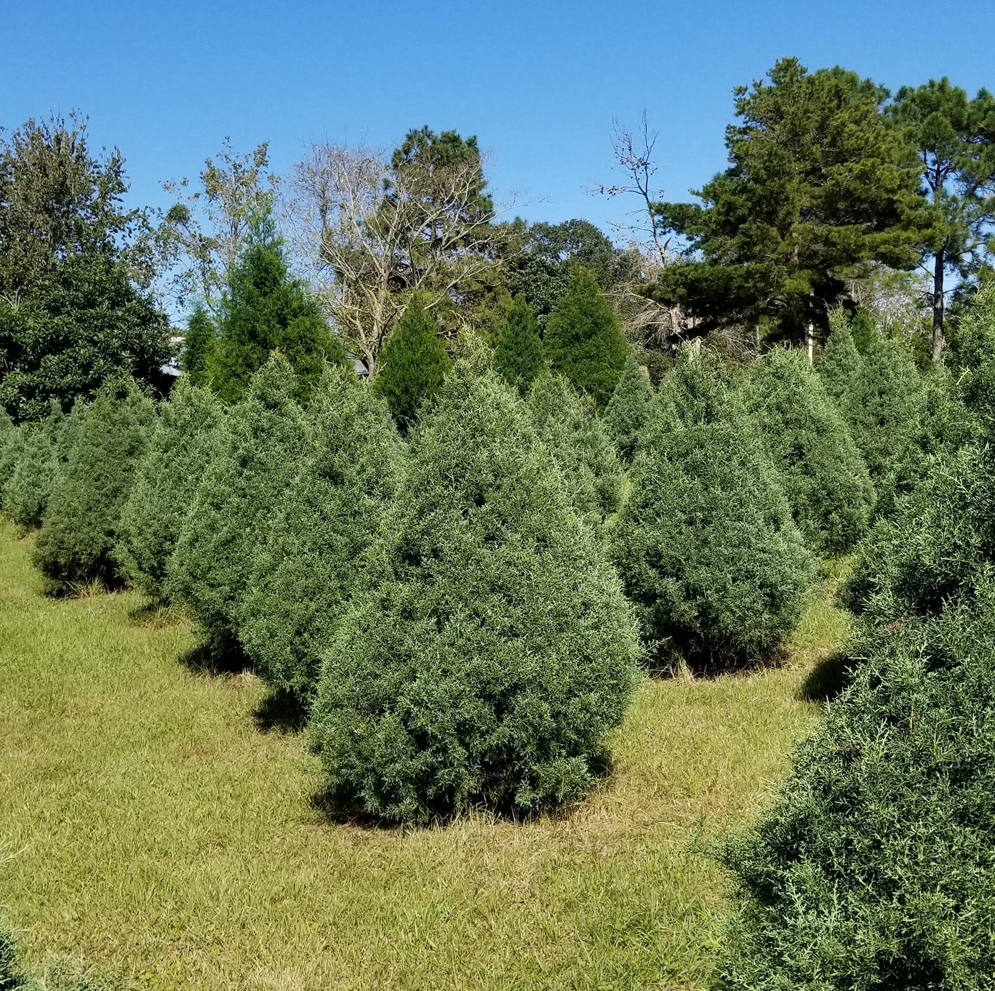 Live potted christmas tree delivered nj