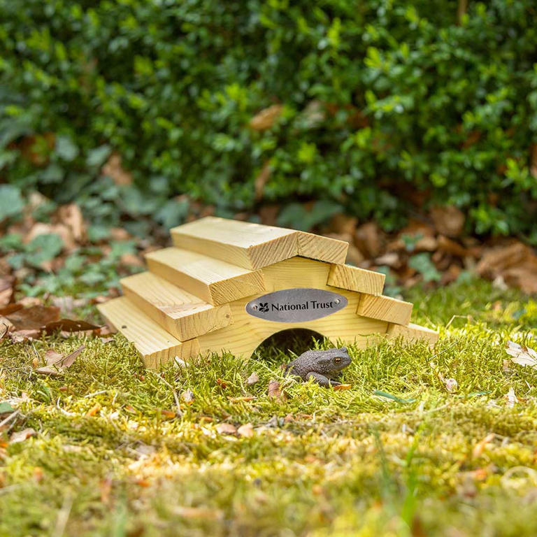 Now is the perfect time to build a frog house – it'll attract nature's ...