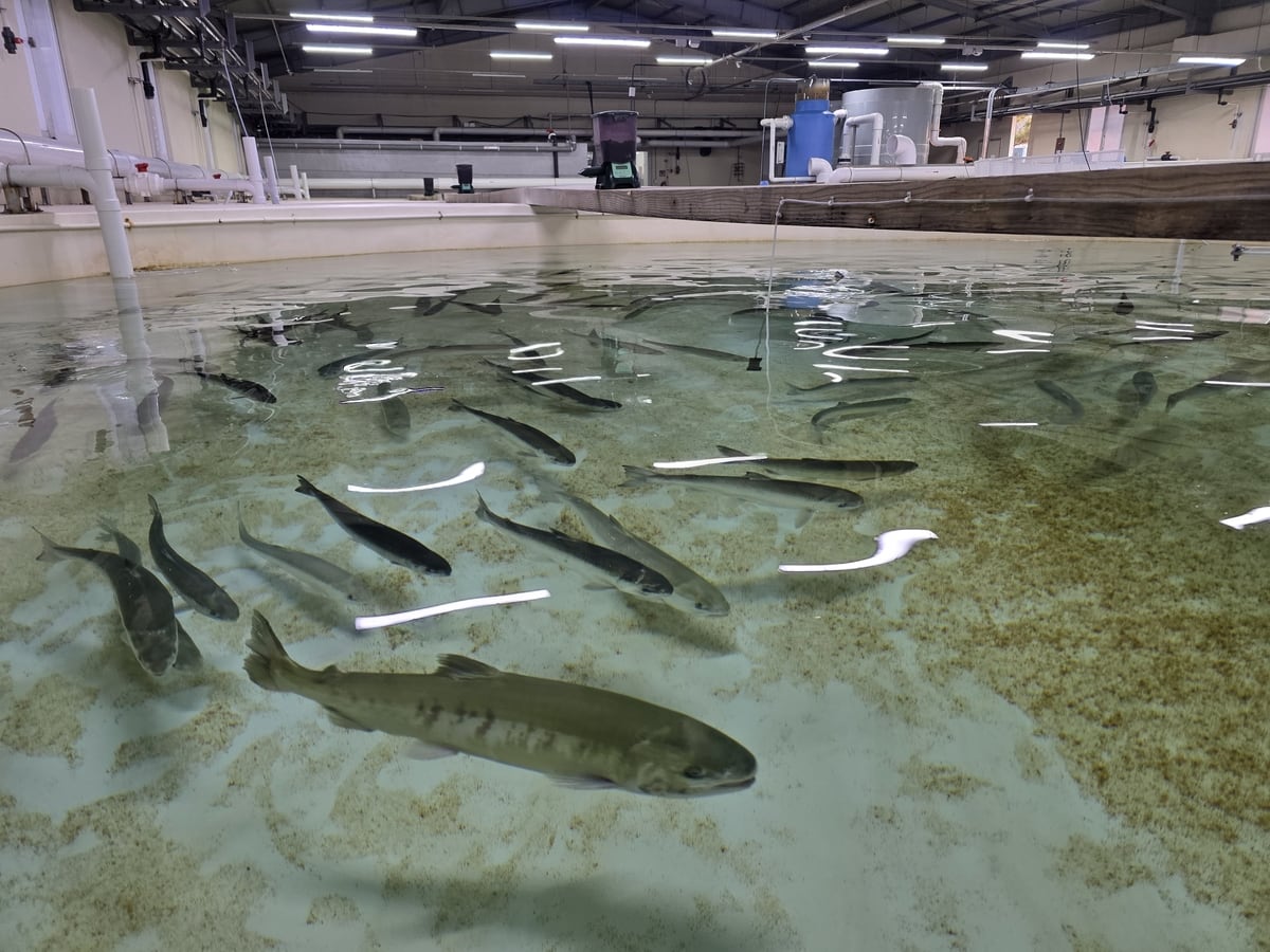 South Korea Successfully Breeds Farmed Salmon for First Time