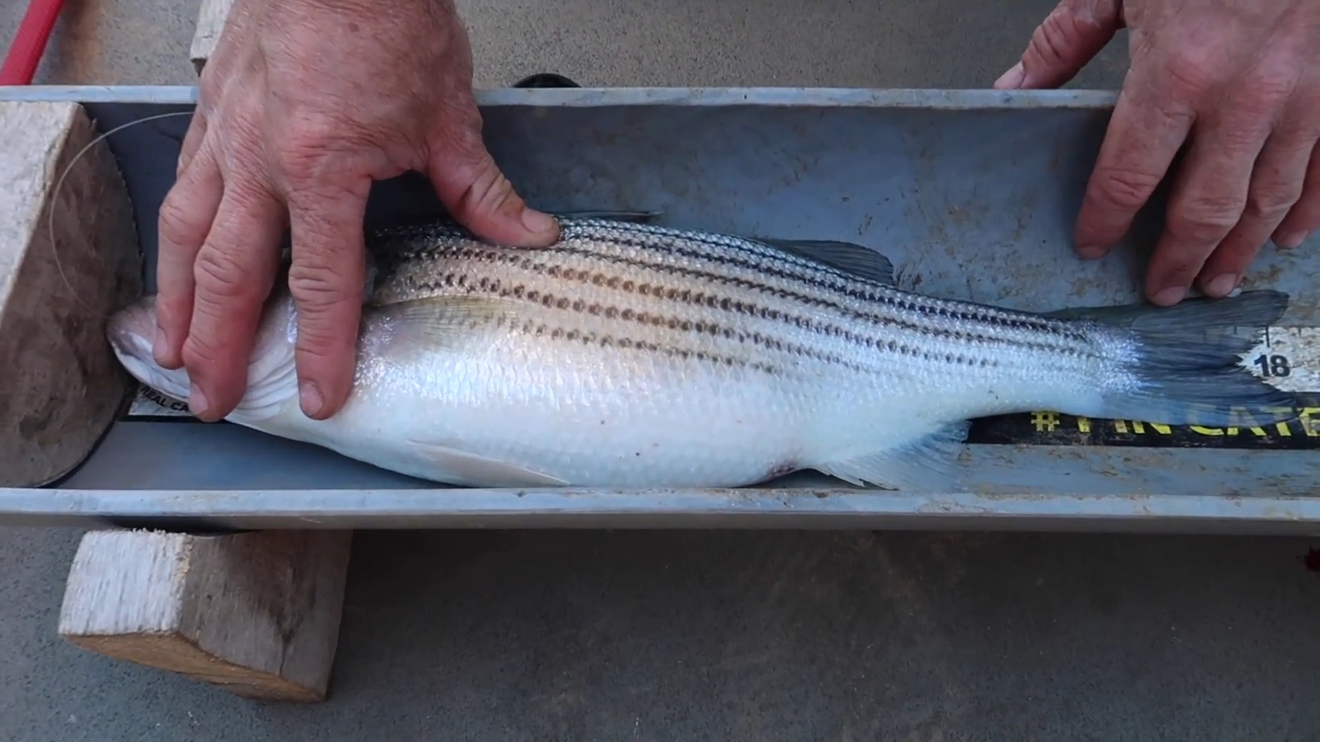 Hooked a Striper Beast – Cooked It Even Better