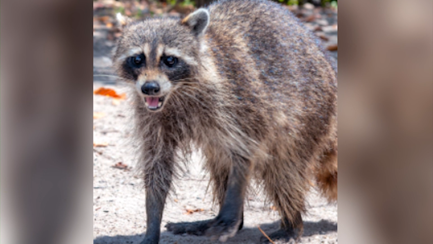 DOH says a 17th animal has tested positive for rabies in Suffolk County