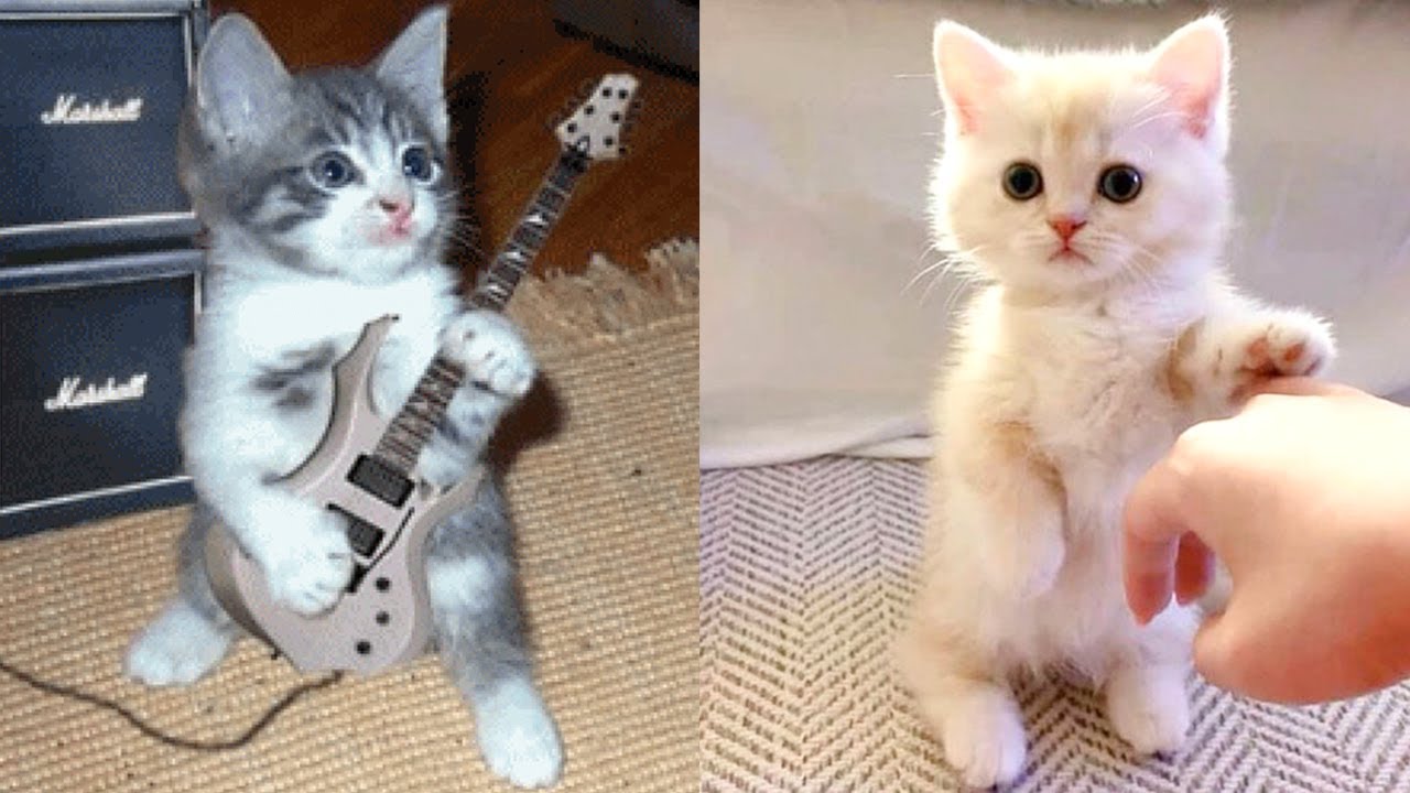 Rock On & Pawshake Time
