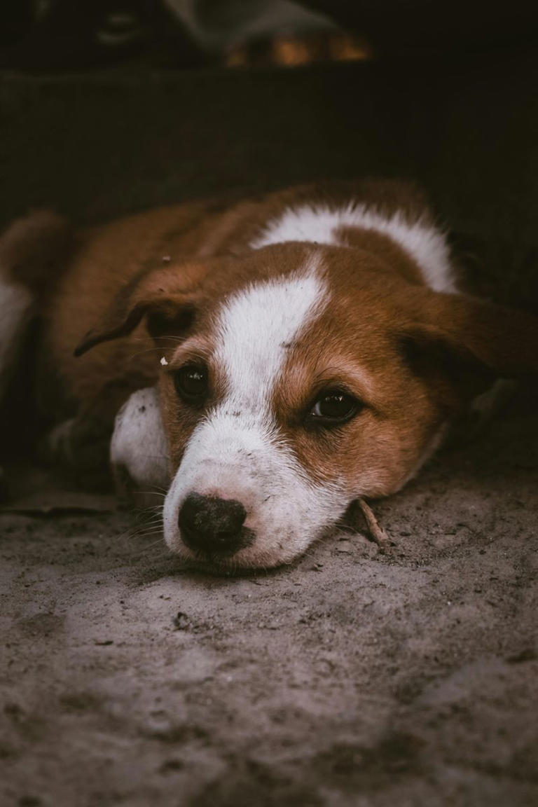 15 Heartbreaking Emotional Signs Your Dog Shows Before Their Final ...