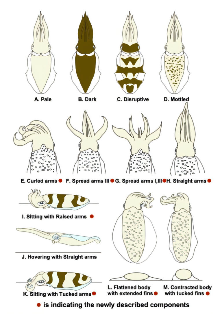 The ingenuity of white oval squid camouflage brought to light