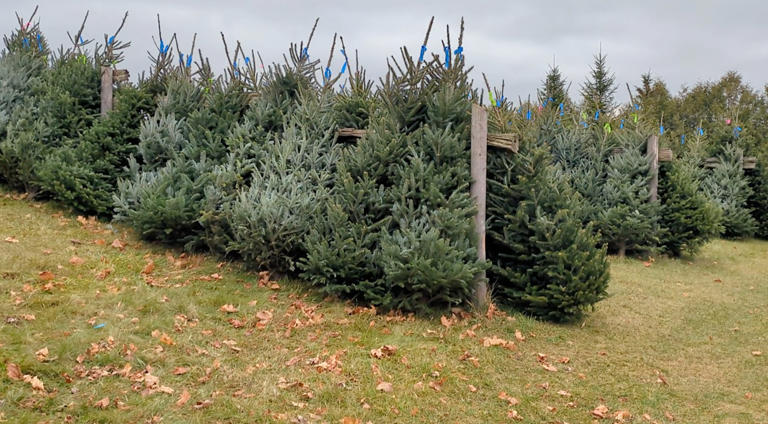 How to choose the perfect Christmas tree and keep it thriving all season