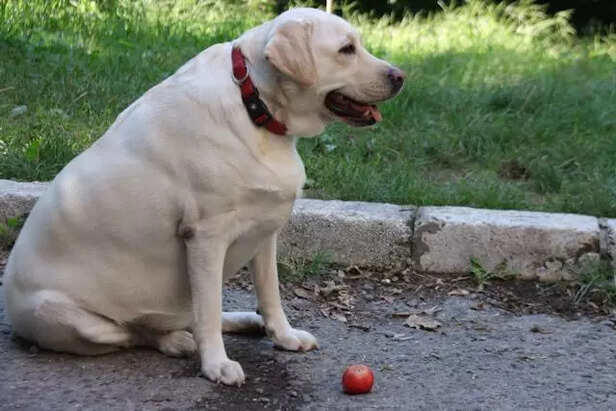 Why Labrador Owners Say Males Make Better Pets