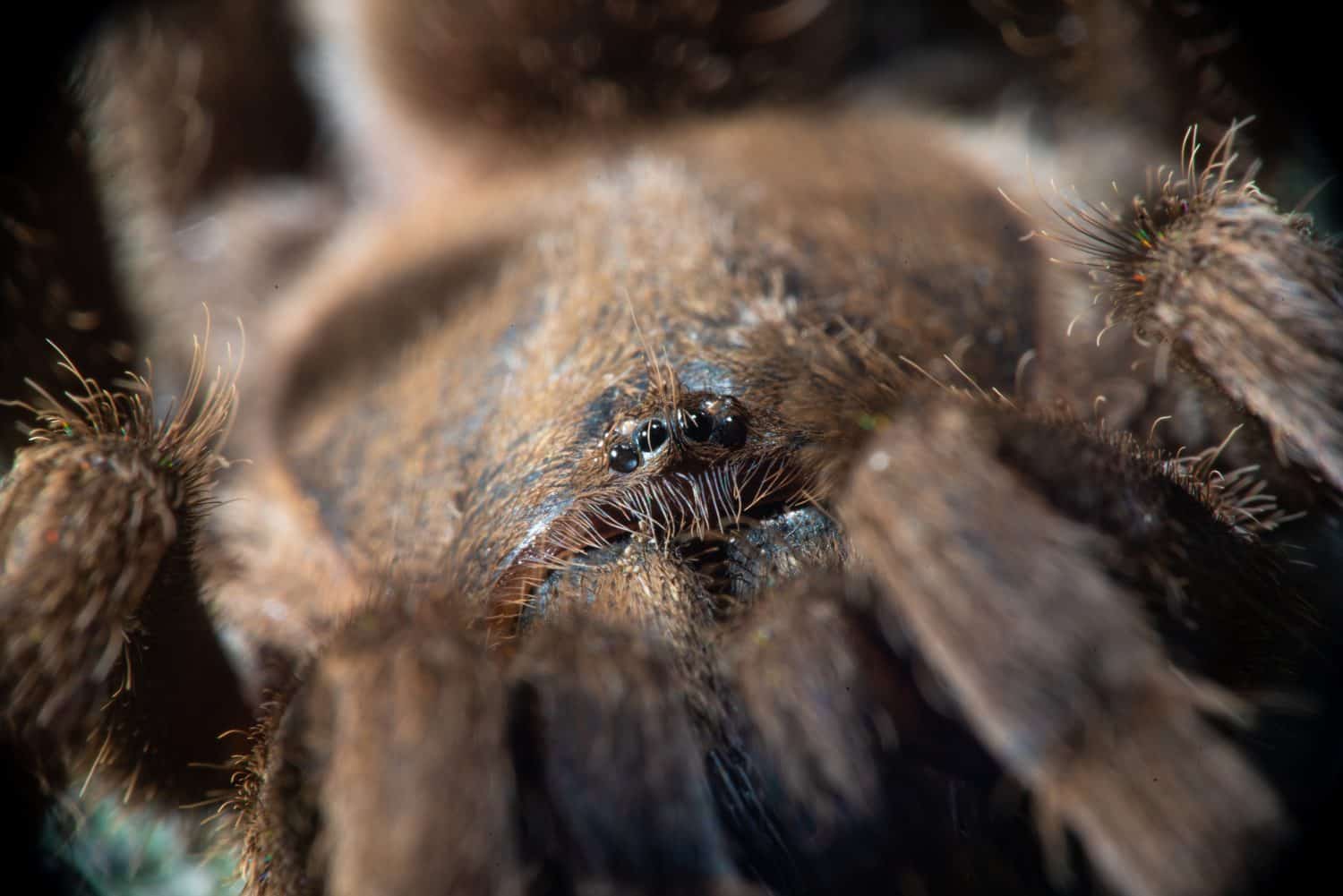 This Bird-Eating Tarantula Is the Stuff of Nightmares