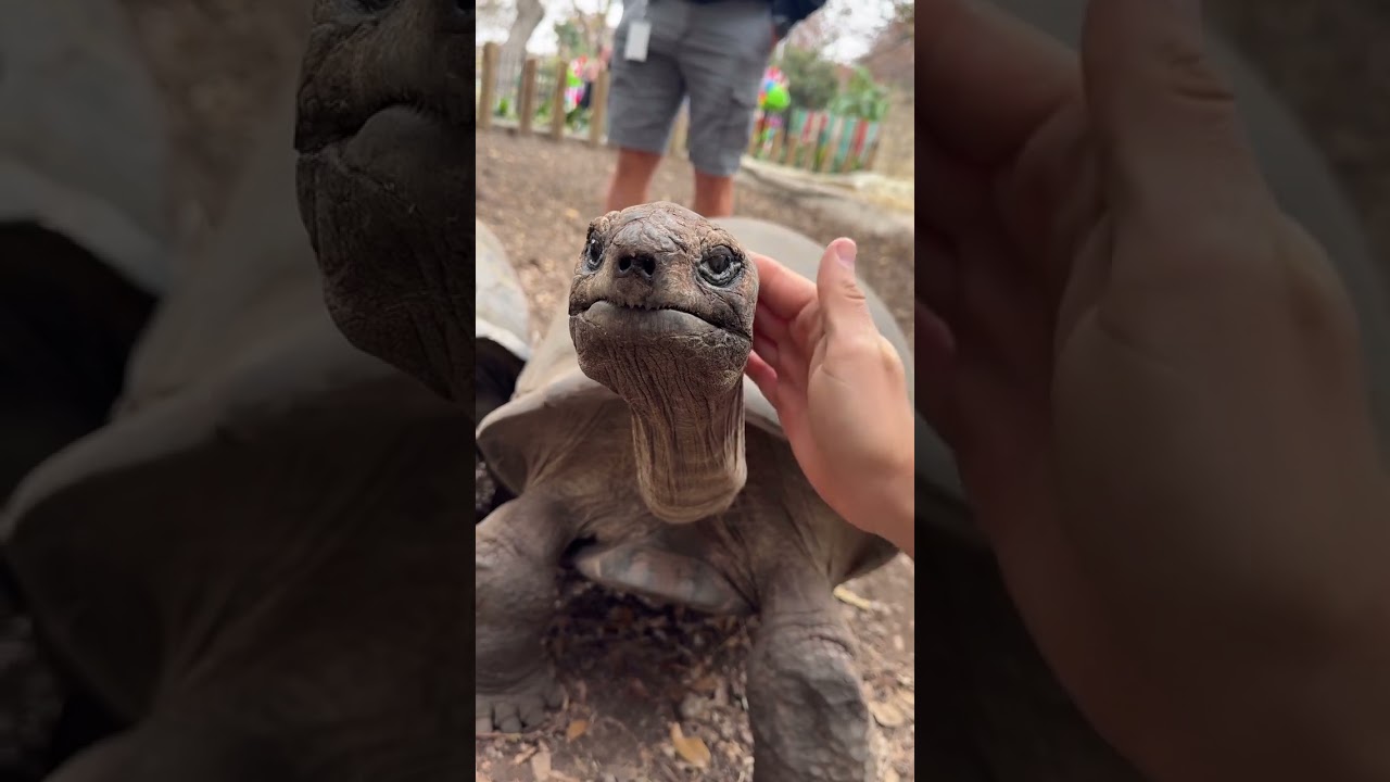 Tortoise over 100 years still craves head scratches daily
