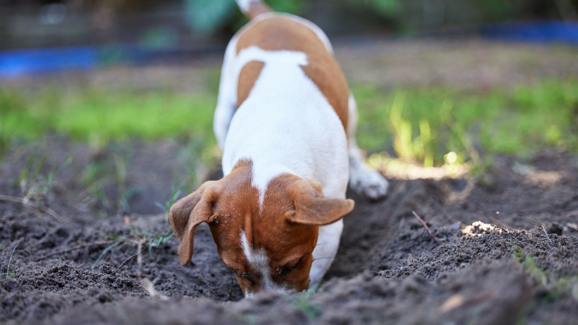 Common Dog Issues And How To Fix Them