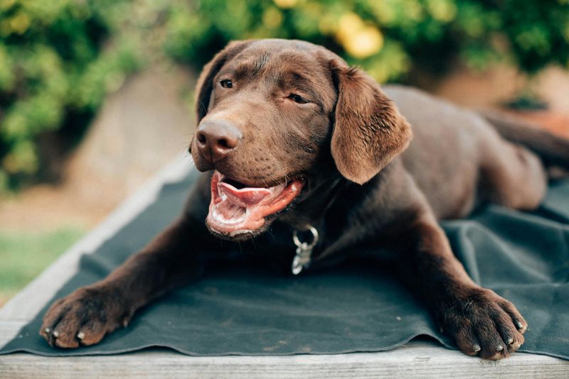 26 Dog Breeds That Naturally Bond More Deeply with Humans Than with ...