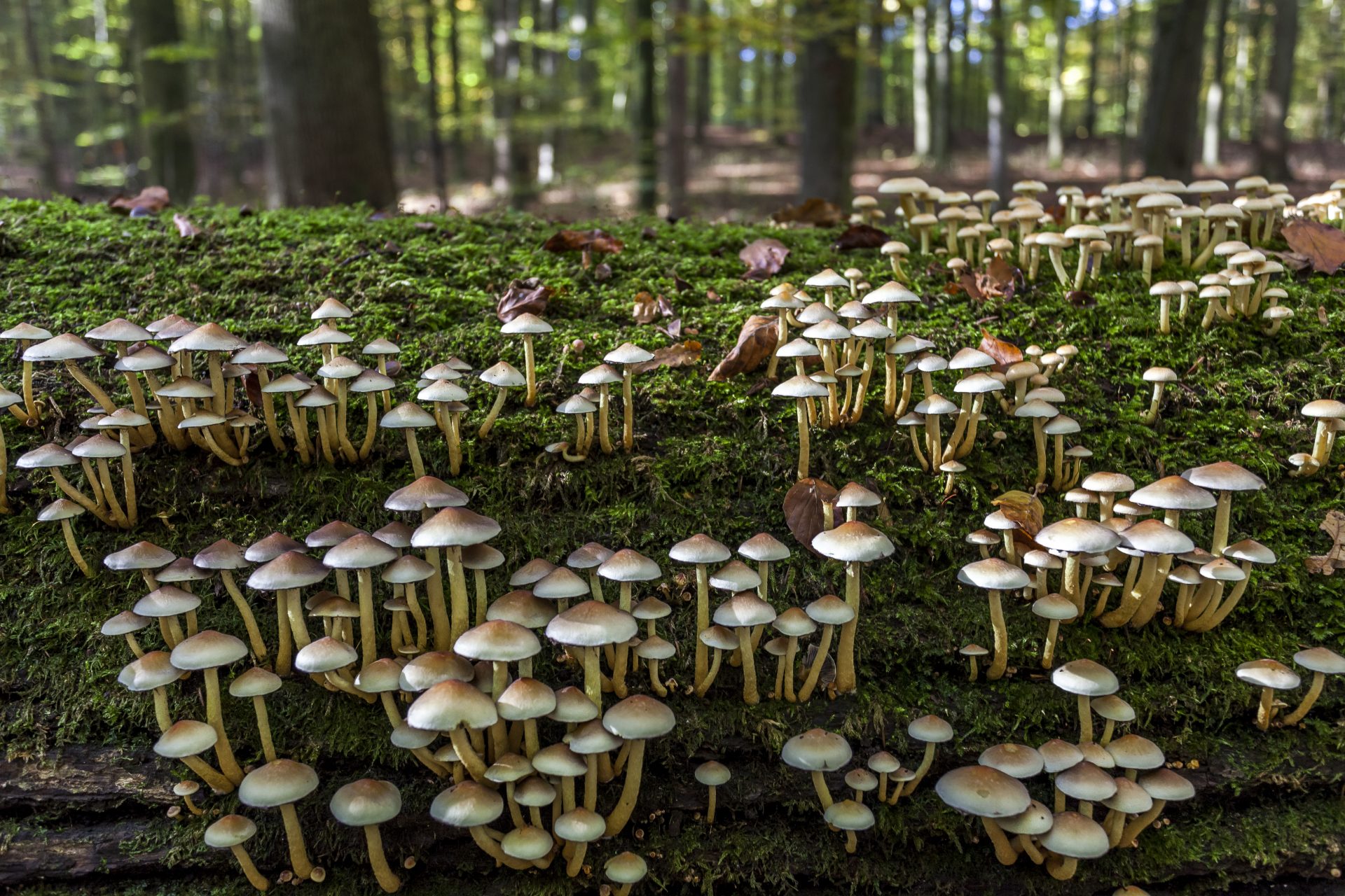 Scoperto il “linguaggio” nascosto dei funghi: lo studio che cambia ogni ...
