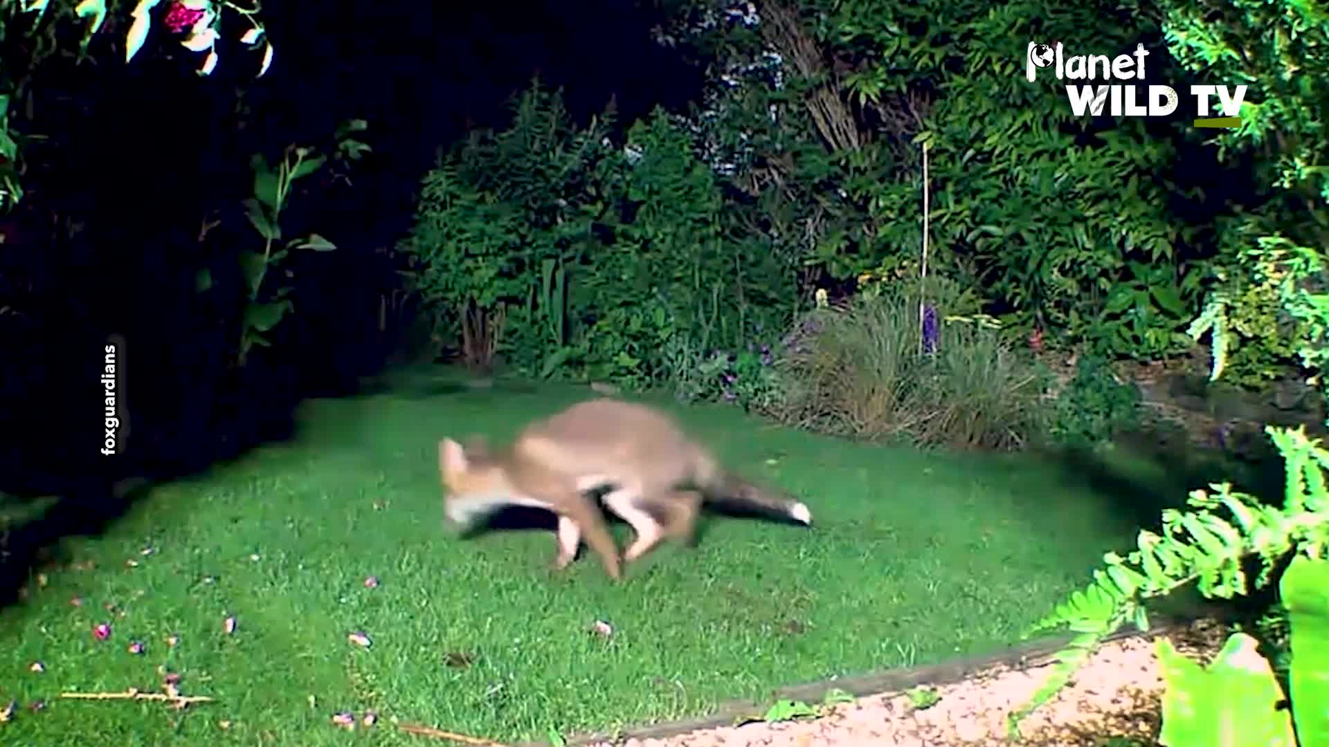 PLAYFUL FOXES CAUGHT ON CCTV