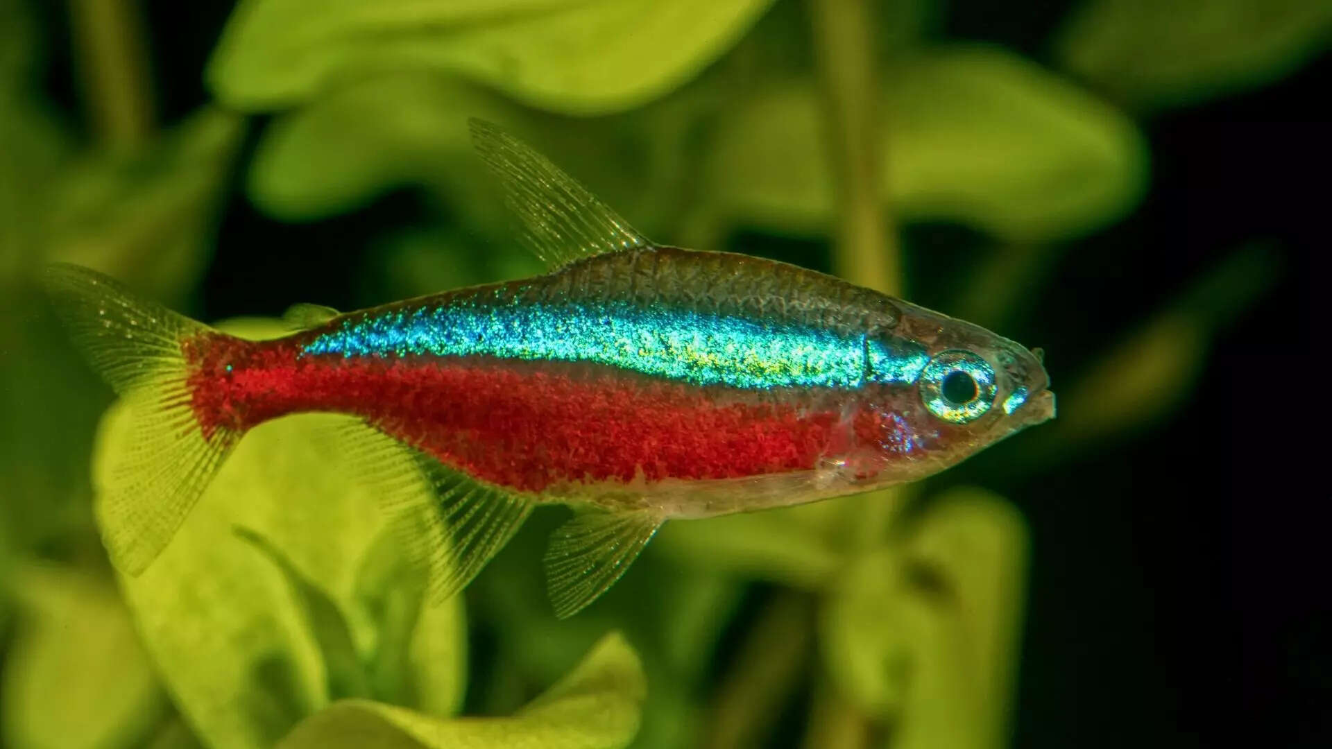 10 most colourful freshwater fish that make your aquarium look like a ...