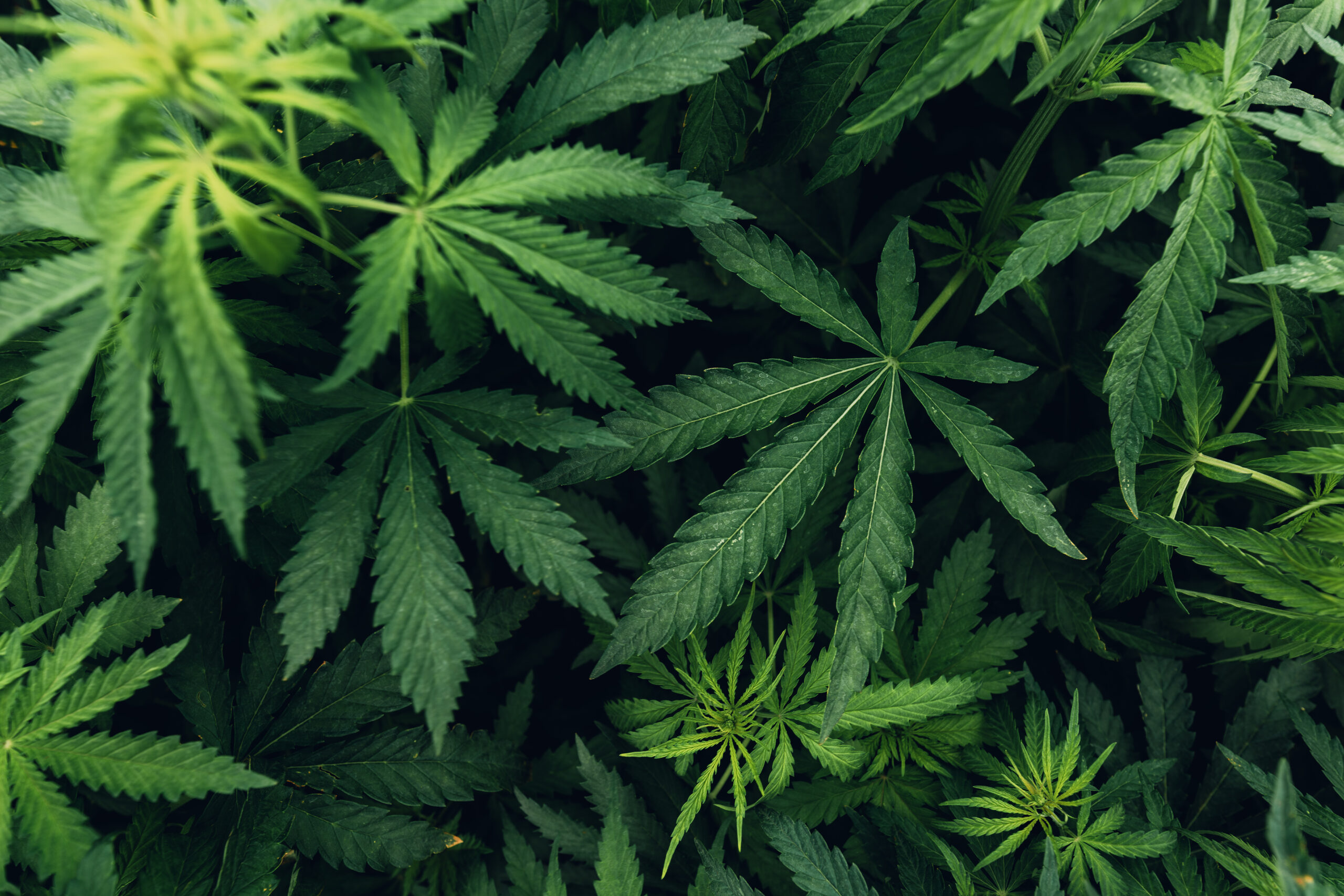 Major Alcohol Group Supports Bipartisan Hemp THC Bill, Seeks Tax Review