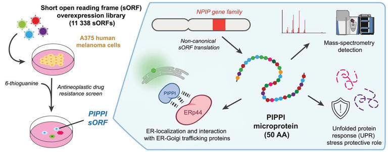 New microprotein can help cancer cells overcome stress