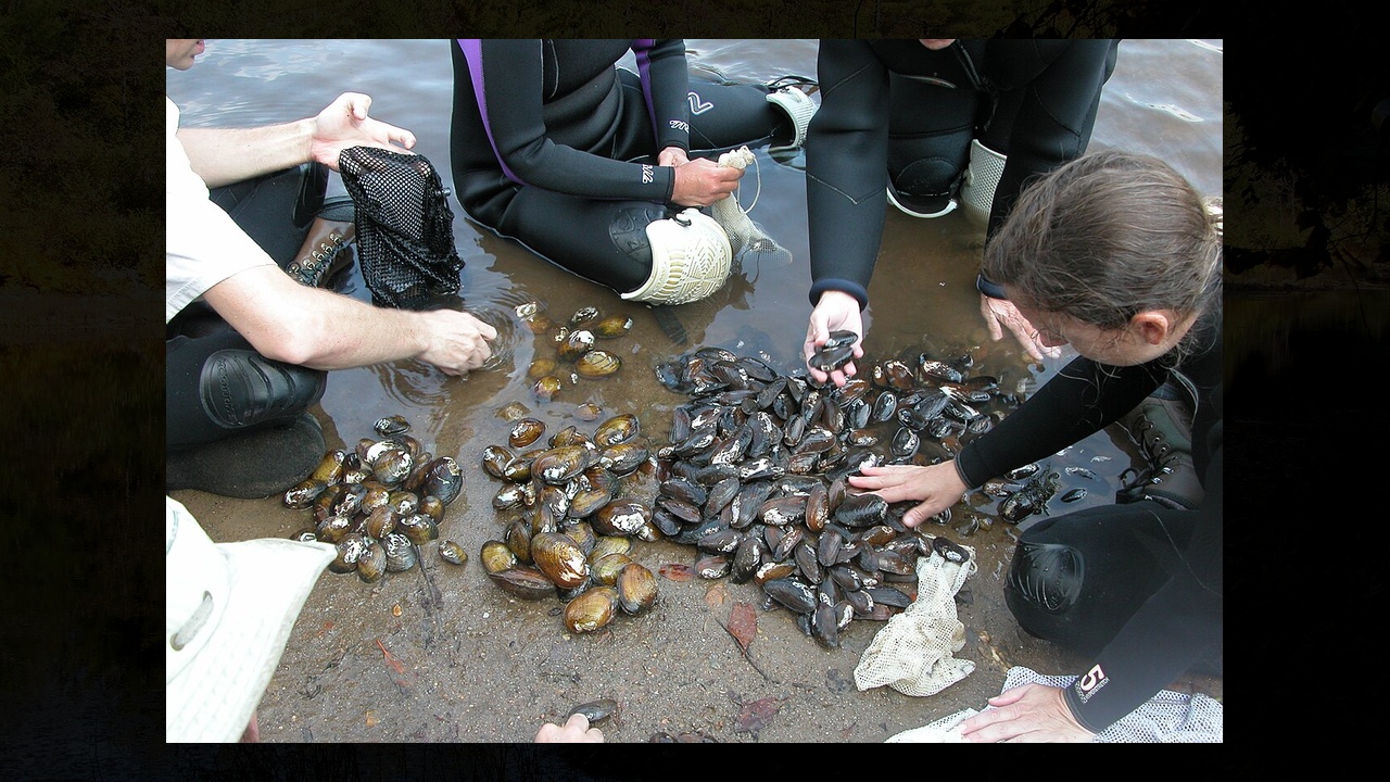 Endangered mussel discovery halts Tennessee River dam at the last minute