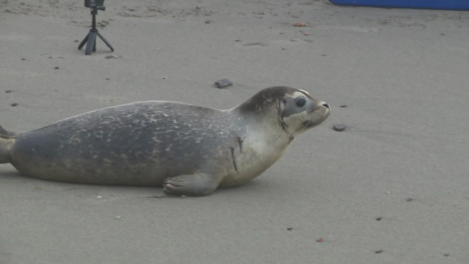 Marine Mammals of Maine celebrates its 100th seal release to the wild