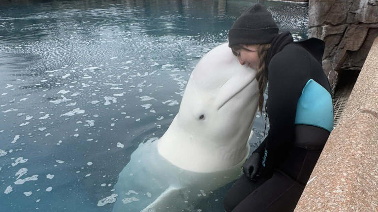 30 captive belugas threatened with euthanasia