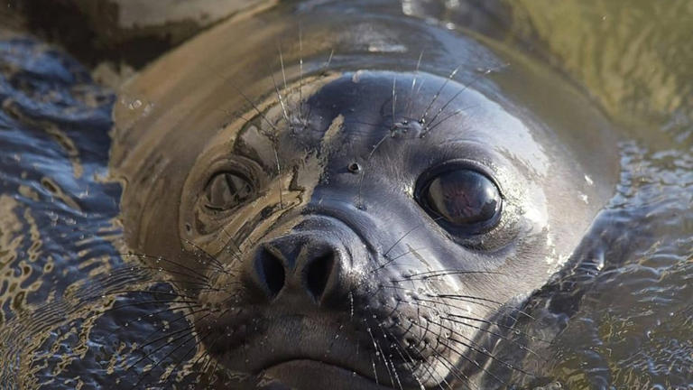 Elefanta Francisca, imagen: Facebbok (Causa abierta)