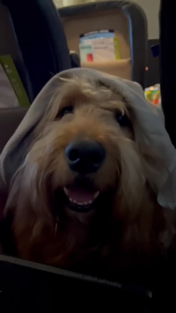 Bringing my dog to the mountains! #travel #goldendoodle #gopro<br>