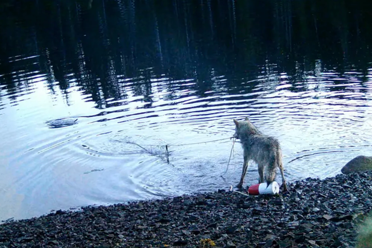 Wolf displays never-before-seen behavior as it ‘uses tools’