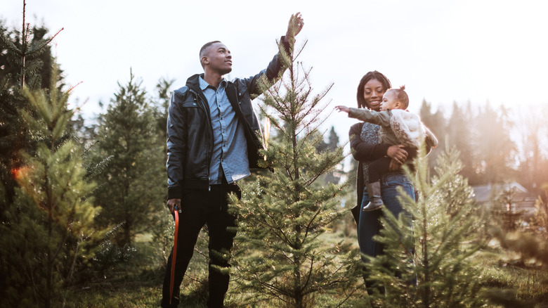 What To Look For When Buying A Live Christmas Tree