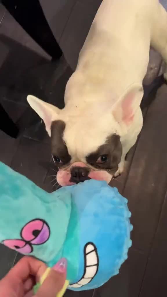 Unboxing April's BarkBox: 4/20-Inspired Toys & Treats Review