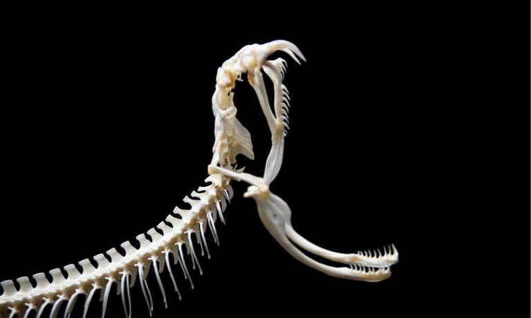 How Do Snakes Poop? Snake Digestion, Explained