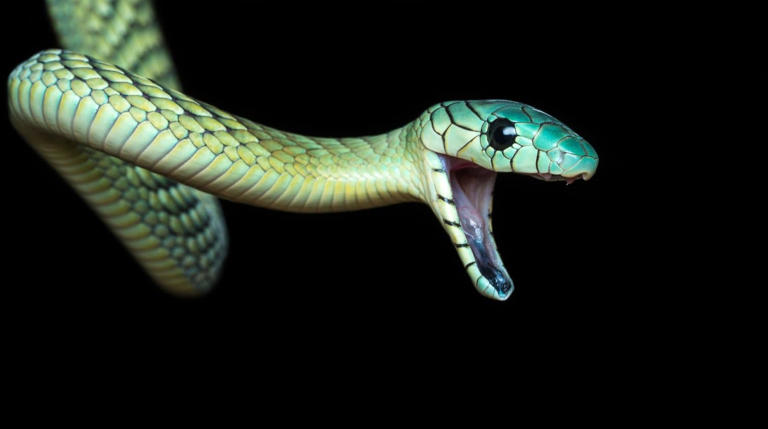 How Do Snakes Poop? Snake Digestion, Explained