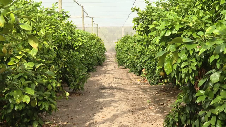 Golden Ridge Groves opens citrus U-pick showcasing local produce
