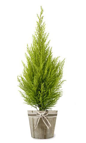 How To Keep A Potted Christmas Tree Alive All Season Long