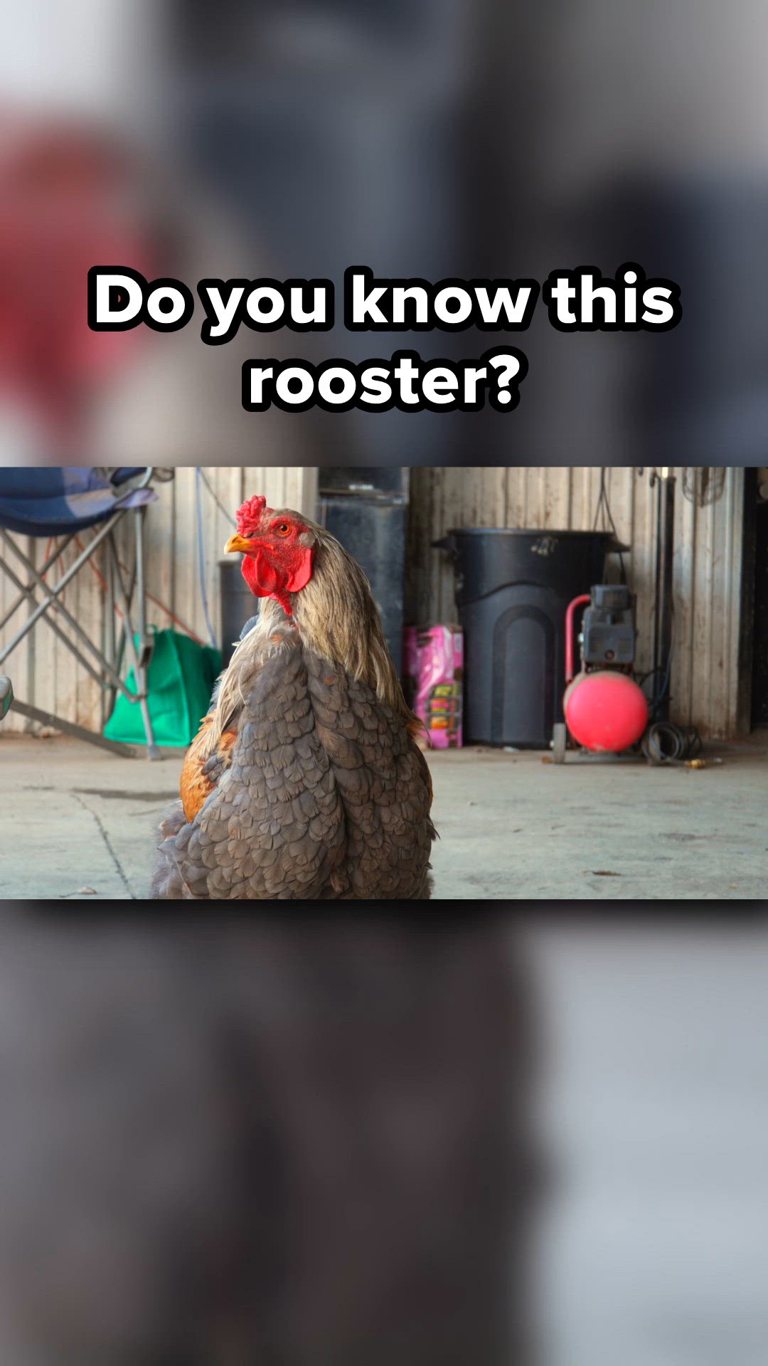 Rusty The Rooster