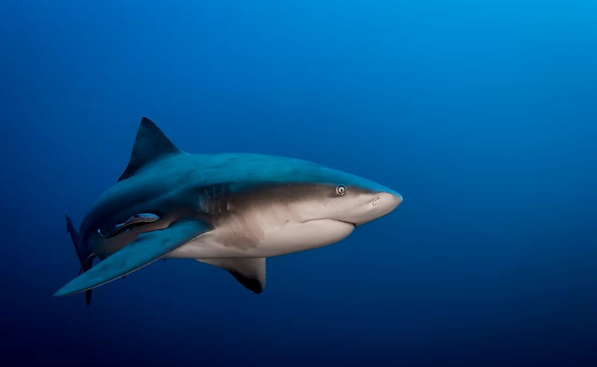 Shark kills woman, seriously injures man with her at beach in Australia