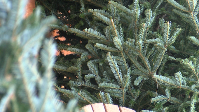 Christmas tree farms open for the season