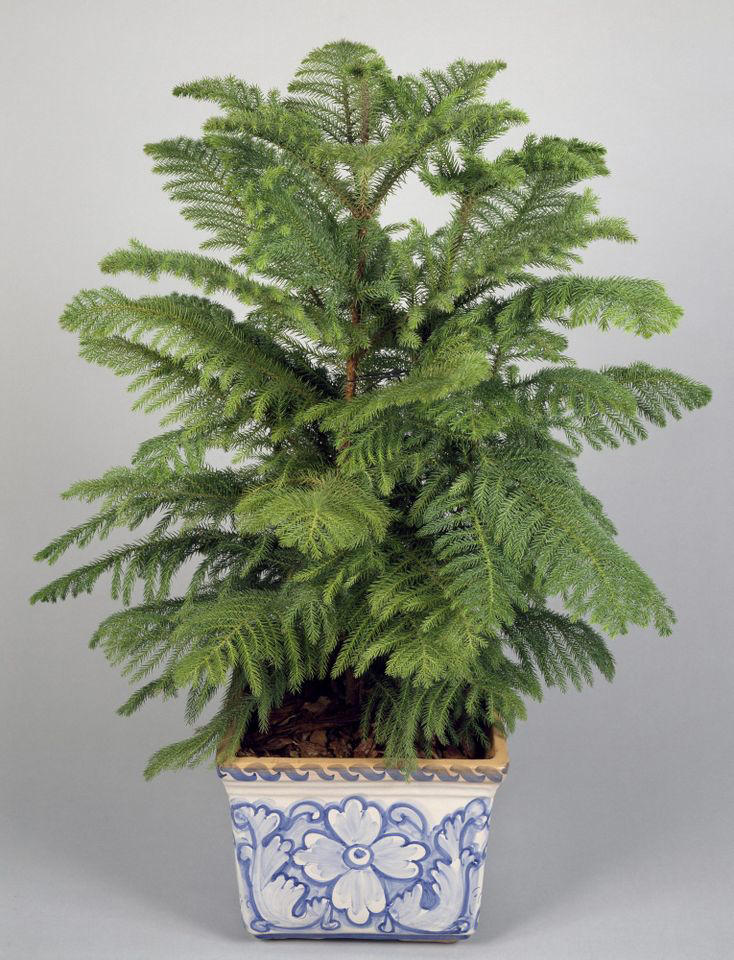 How To Keep A Potted Christmas Tree Alive All Season Long