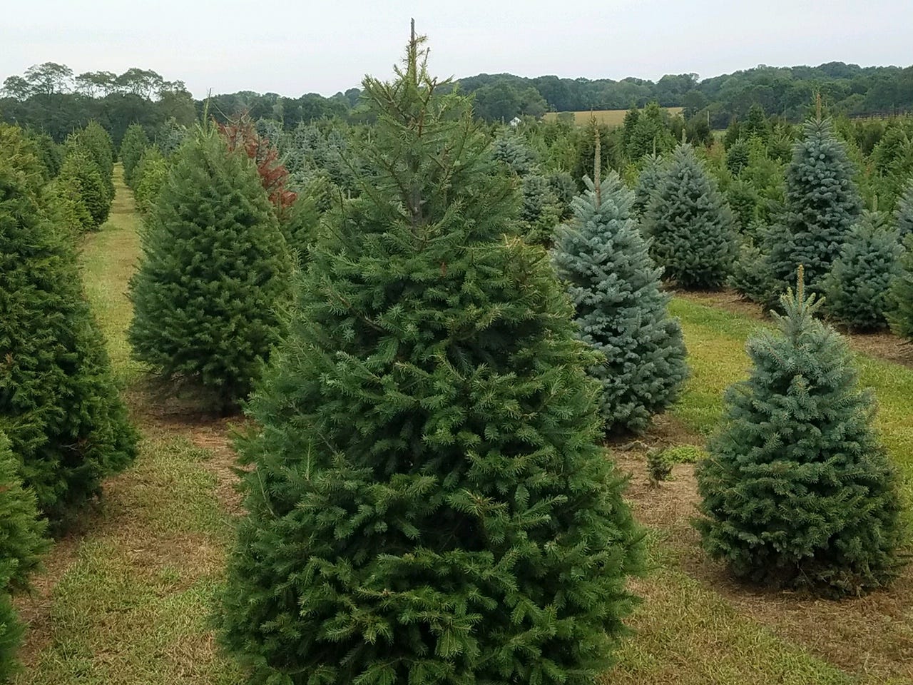 You can cut your own Christmas tree at one of these 60+ tree farms in ...