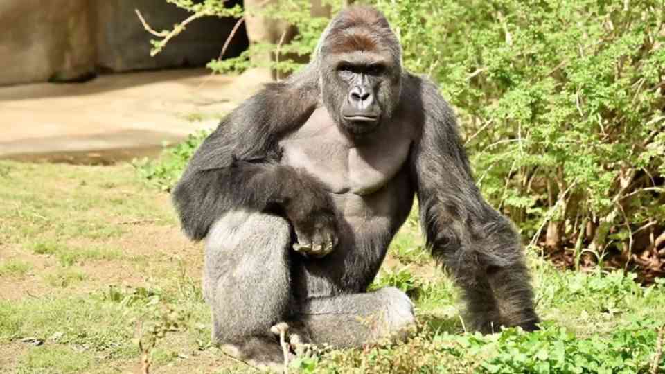 The escapes and tragedies that revealed the dangers behind zoo walls